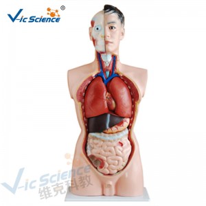 Medizinische Anatomie Menschlicher Körper Modell 85CM Männlicher Torso Modell 19 Teile