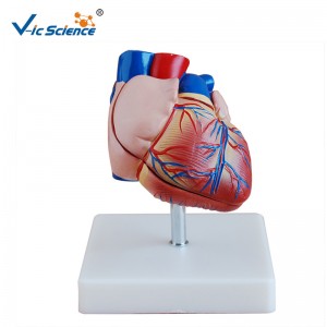 Plastikmodell Neuer Stil Lebensgroßes Herzmodell Anatomiemodell für den mittleren Unterricht